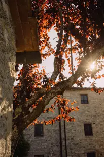 Borgo Pignano Luxury Hotel Tuscany L1004822
