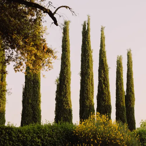 Borgo Pignano Luxury Hotel Tuscany 0X5A5943